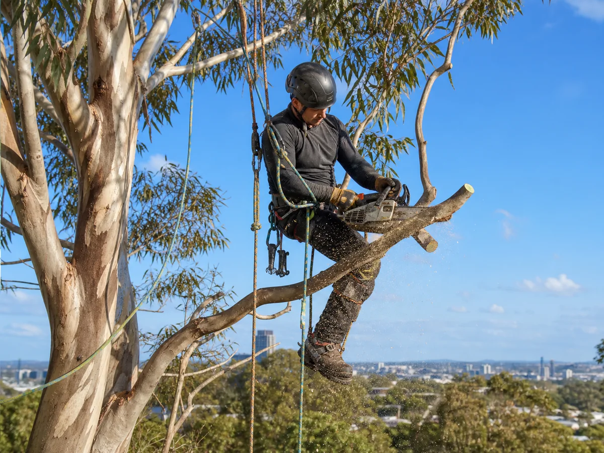 Tree Lopping Brisbane Licensed Brisbane arborist carrying out professional tree lopping