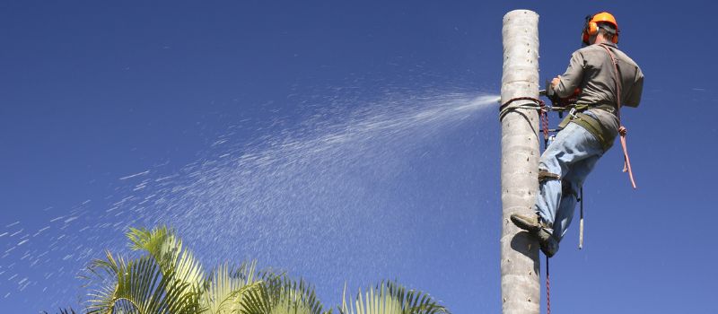 Palm Tree Removal and Cleaning Solutions