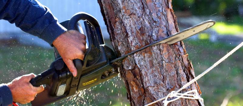 Tree Lopping in Brisbane