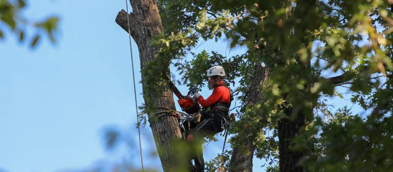 Skilled Arborists Offering a Range of Tree Services