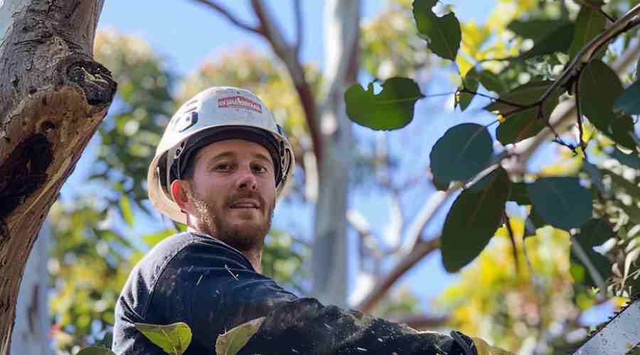 Benefits of Tree Lopping