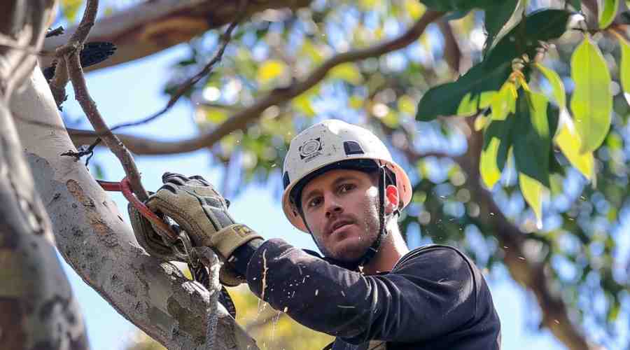 Key Differences Between Tree Lopping and Pruning