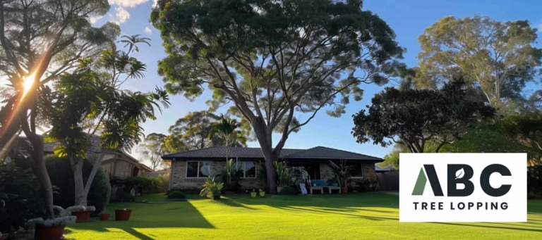 ABC Tree Lopping Brisbane | Expert Tree Care Services