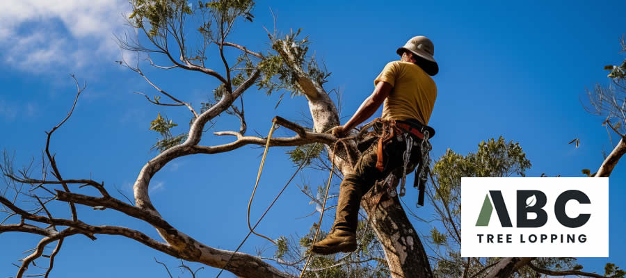 Local Brisbane Arborists